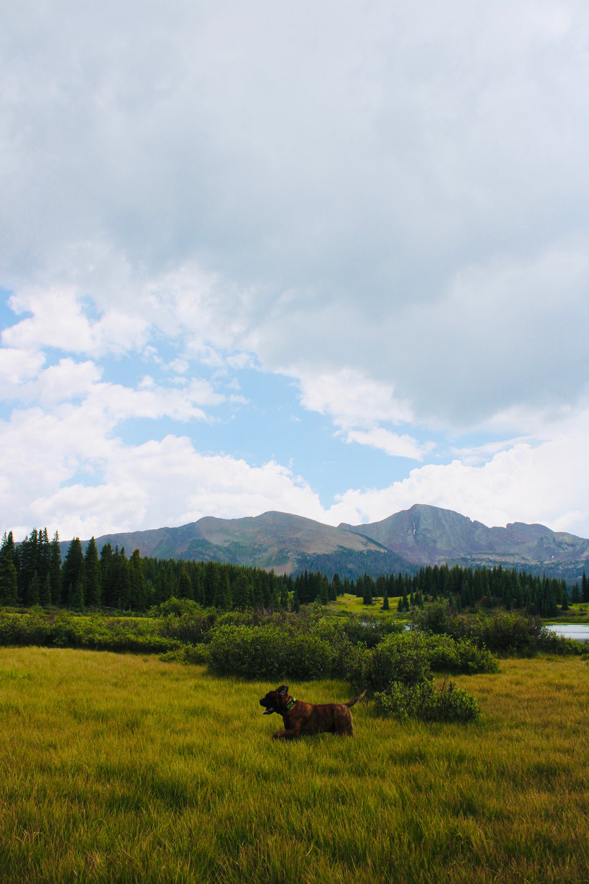Large dog running through a mountain meadow