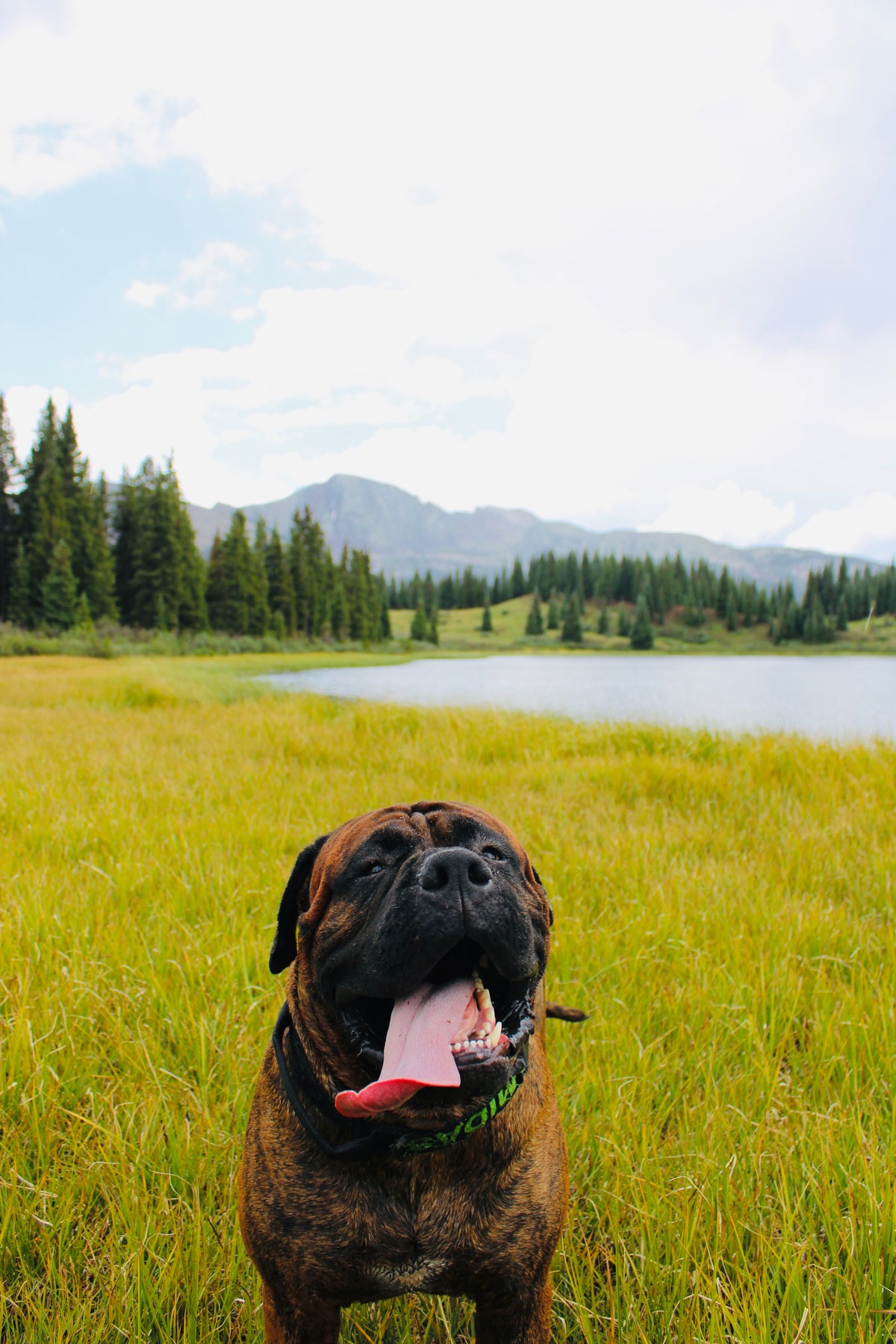 Midas the mastiff looking at camera with tongue out, lake and mountains in background