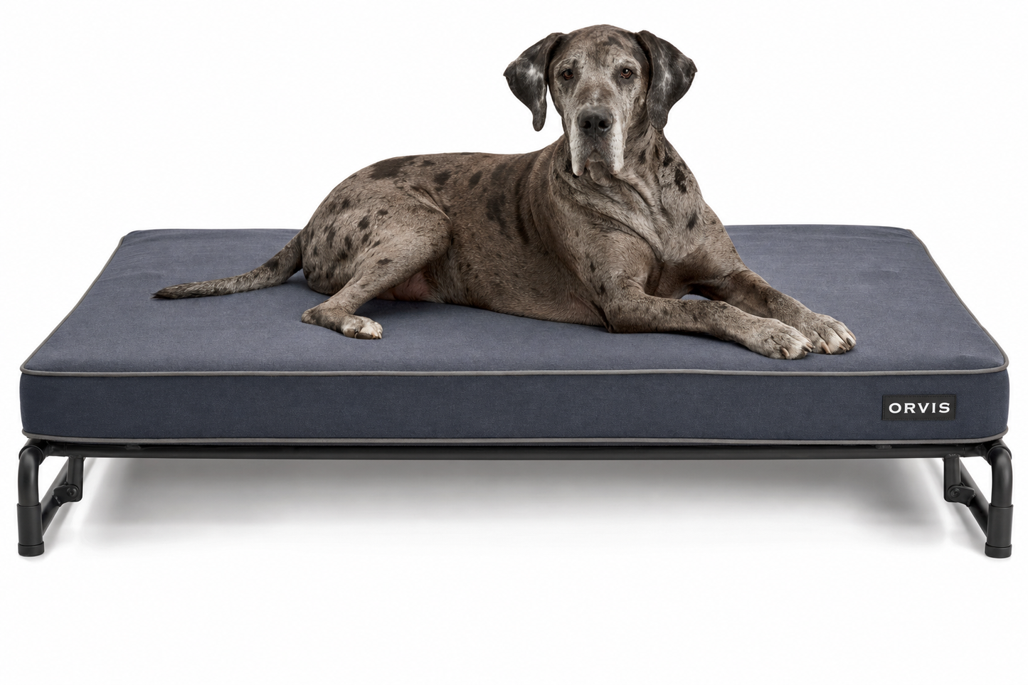 Orvis Chew-Proof Elevated Steel-Frame Dog Bed — for Large Breeds — Great Dane, Mastiff, Bernese Mountain Dog